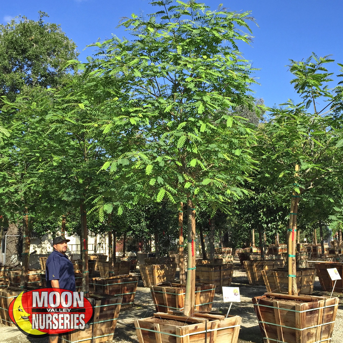 3 Reasons to Plant Trees in the Fall